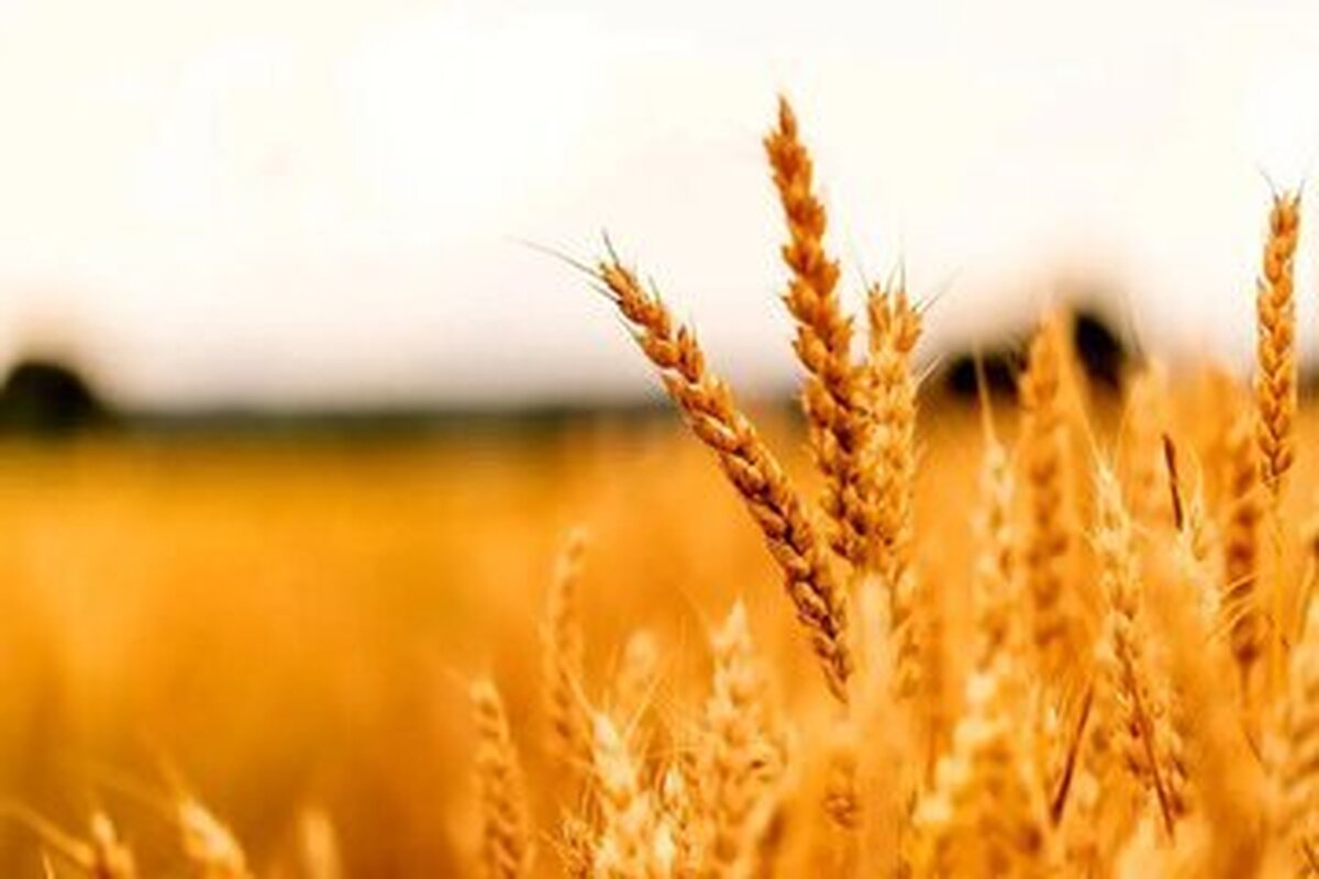 گندمکاران فورا بخوانند/ خبر جدید درباره پرداخت مطالبات گندمکاران