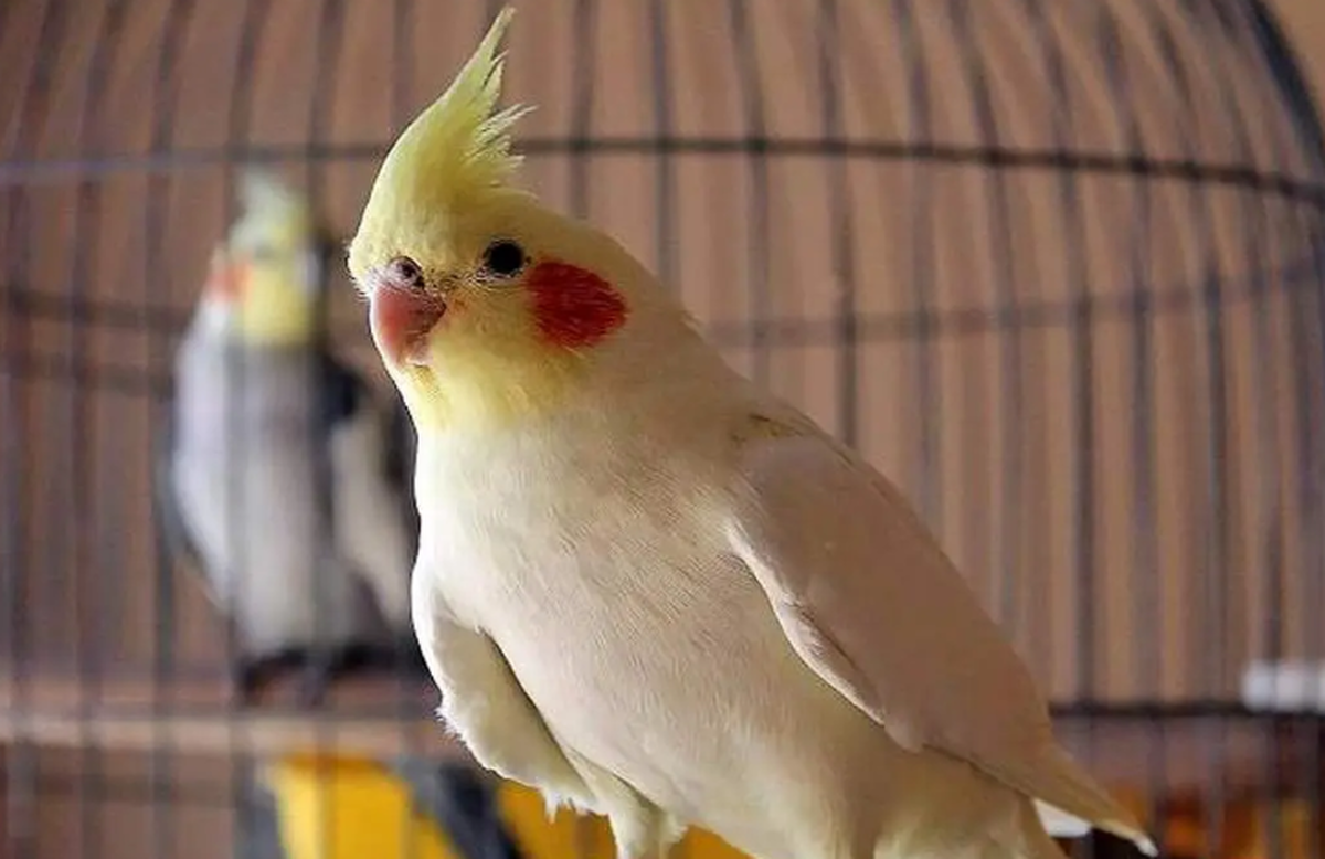 قیمت عجیب قفس پرندگان سوژه فضای مجازی شد
