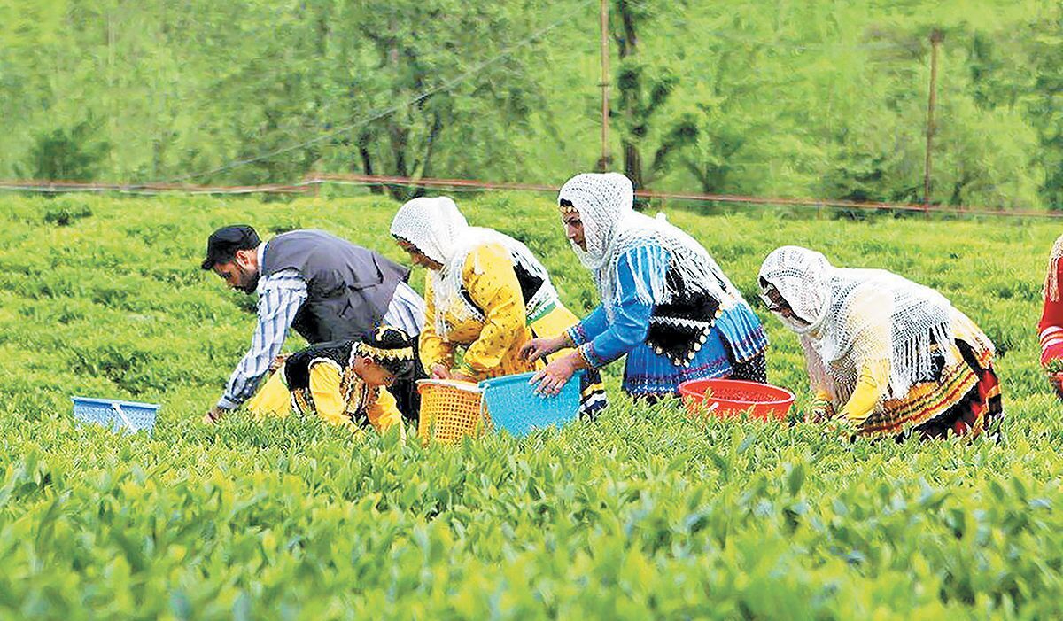 قیمت هر کیلو چای ممتاز چند؟