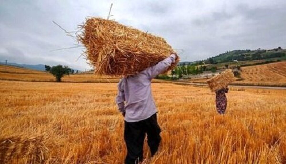 خبر جدید درباره رقم واریز مطالبات گندمکاران