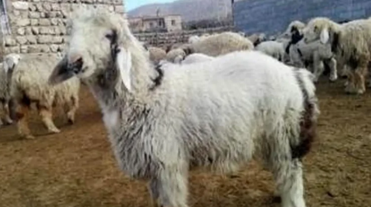 این گوسفند حیوان وحشتناکی به دنیا آورد+ عکس