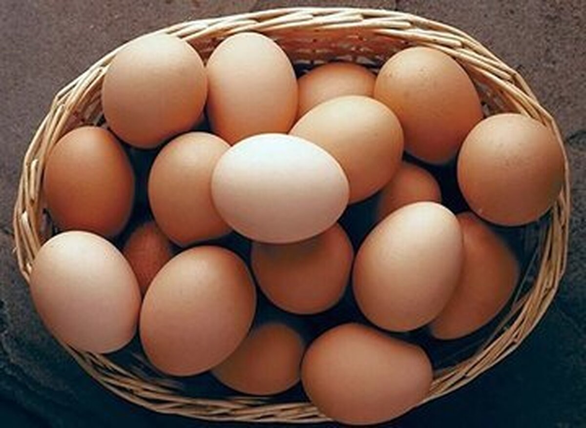 قیمت تخم‌ مرغ و شانه تخمه‌ مرغ محلی امروزشنبه اول شهریور ۱۴۰۴