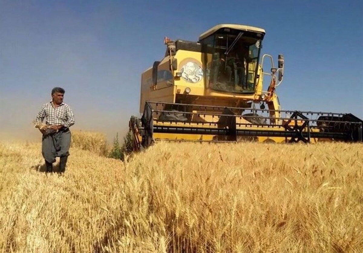خبر جدید برای گندمکاران/ قیمت واقعی گندم اعلام شد