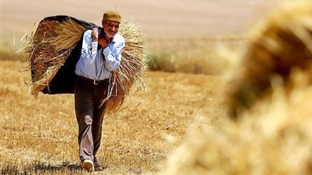 کشور۵ میلیون تن کسری گندم دارد