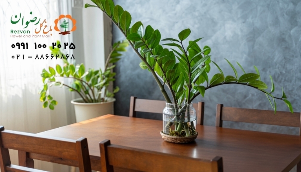 راهنمای جامع نحوه نگهداری از زامیفولیا