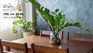 راهنمای جامع نحوه نگهداری از زامیفولیا