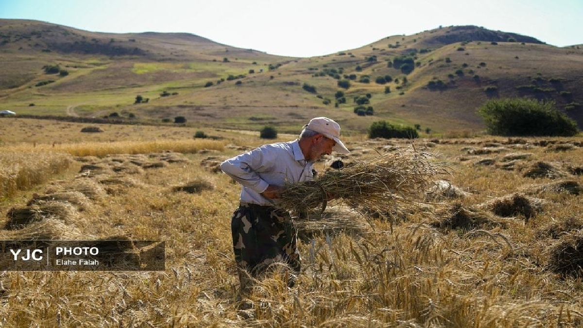 پرداخت مطالبات گندمکاران از ۱۵۰ همت گذشت