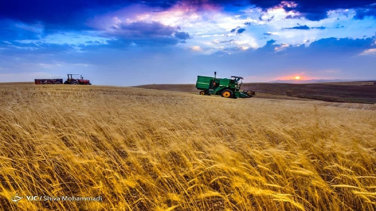 قیمت خرید تضمینی گندم مبنای نرخ گذاری سایر محصولات