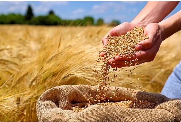 قیمت خرید گندم امروز ۲۱ شهریور ماه در بازار جهانی