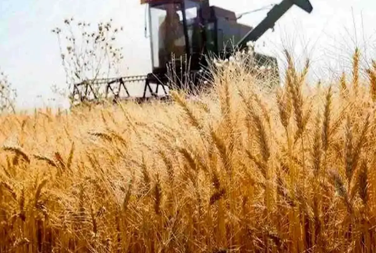 این نرخ پیشنهادی برای هر کیلوگرم گندم رد شد