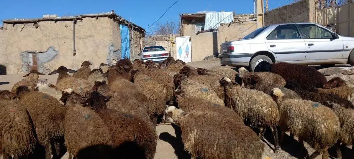 قیمت دام زنده امروز دوشنبه ۲۴ شهریور ۱۴۰۴