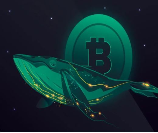 فروش بیت کوین توسط نهنگ‌ها همزمان با ثبات قیمت در 116 هزار دلار