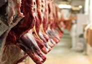 شروع طرح جدید عرضه مستقیم گوشت قرمز
