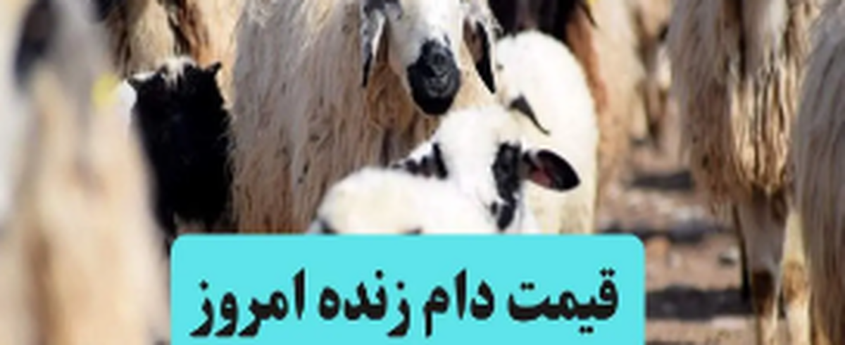 جدول جدیدترین قیمت دام زنده امروز چهارشنبه ۲۶ شهریور ۱۴۰۴/قیمت دام تهران چند؟