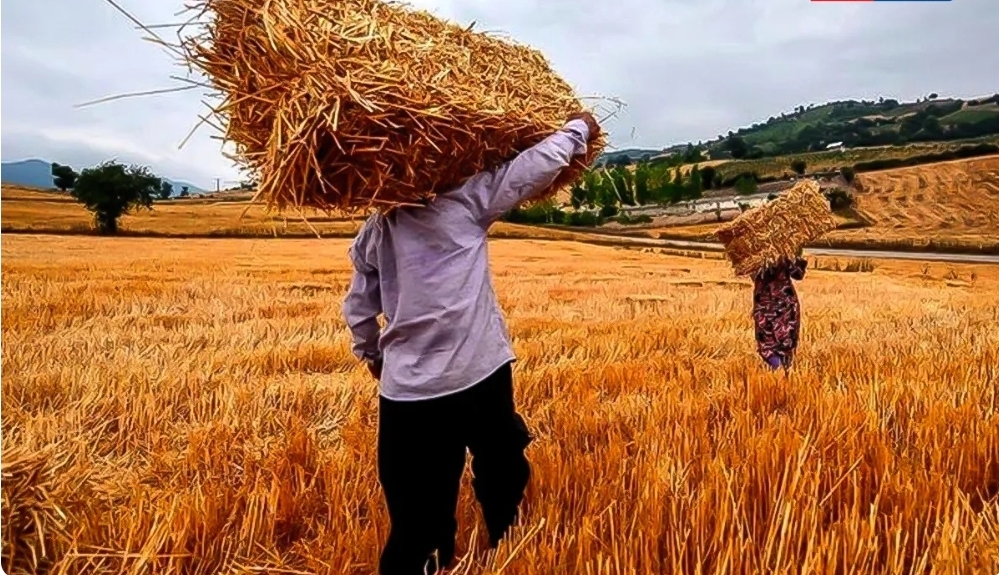 جدال دستگاه‌ها سر تعیین قیمت خرید تضمینی گندم /  تعیین نرخ زیر ۳۰ هزار تومان خلاف اصول خودکفایی است