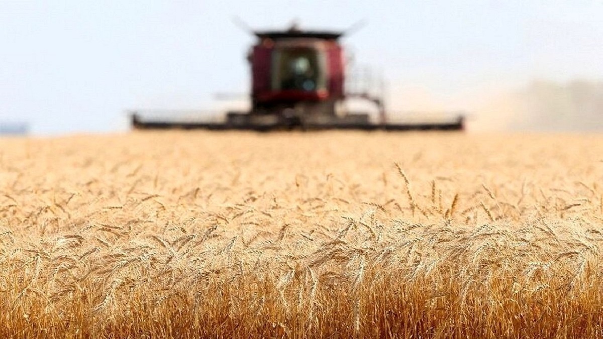 قیمت منطقی خرید تضمینی گندم بالای ۲۹ هزارتومان است