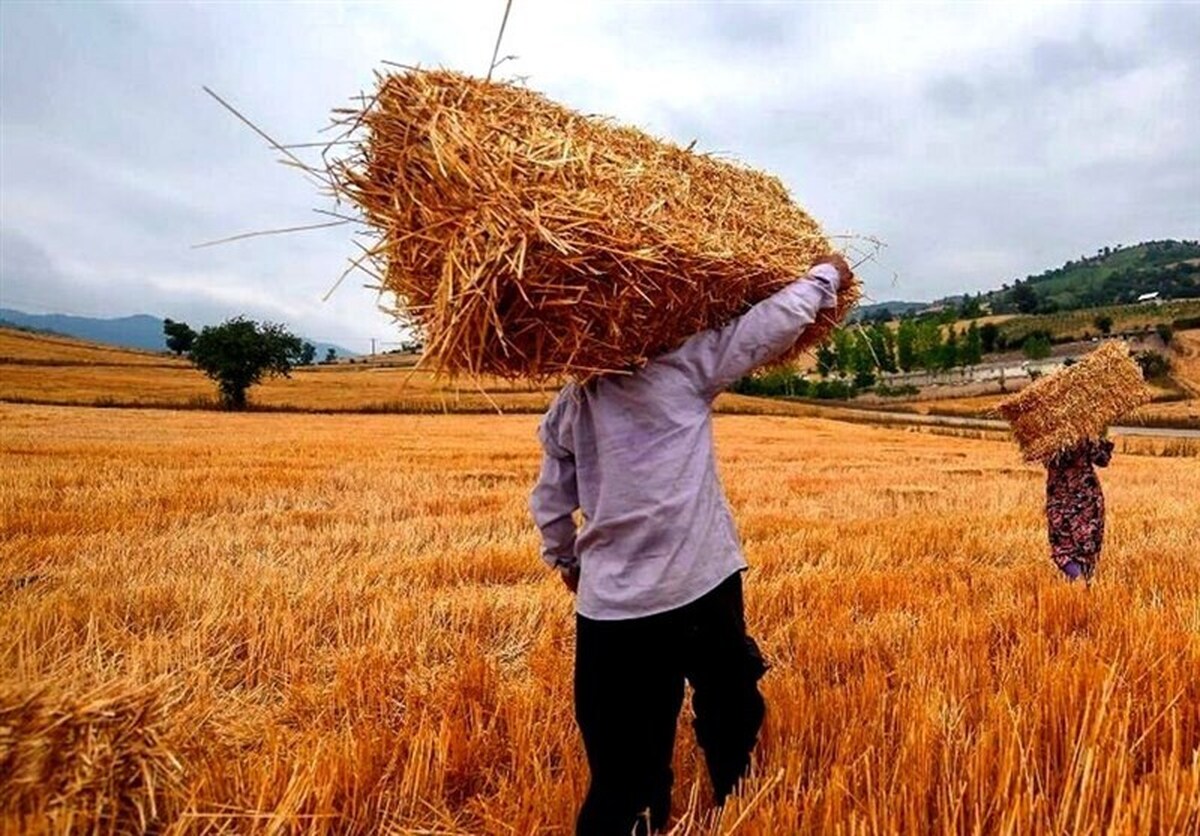 ۲۱ همت دیگربرای گندمکاران واریز شد