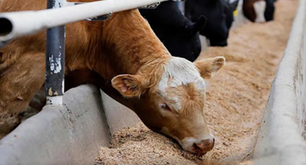 قیمت جدید دامزنده امروز سه شنبه 1مهر اعلام شد/ پوریان: از این قیمت بیشتر نباید پول گوشت بدهید