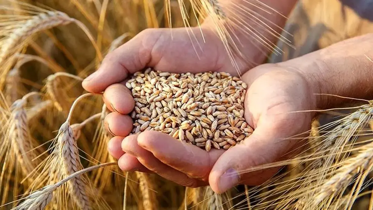 ماجرای قیمت تضمینی گندم به کجا کشید؟