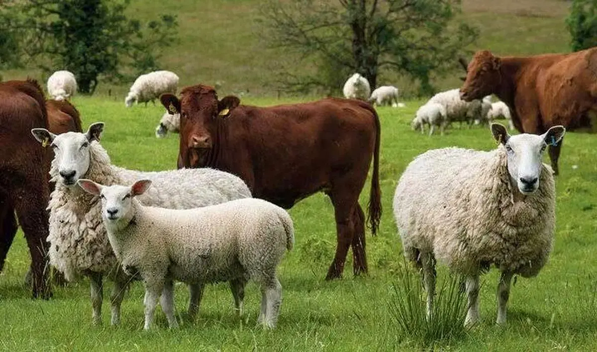 قیمت دام زنده امروز چهارشنبه ۲ مهر ۱۴۰۴