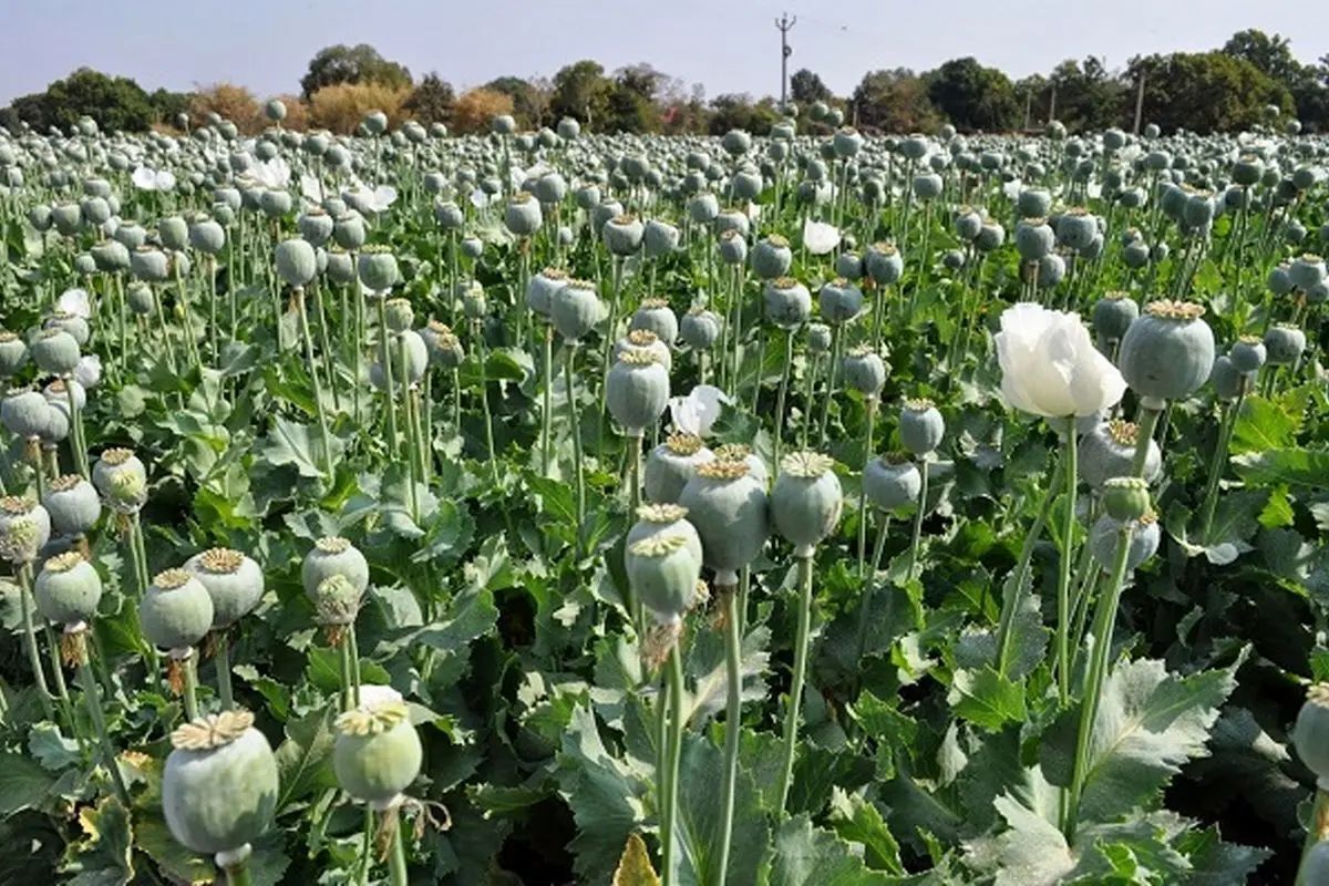 مجازات شدید برای کشت غیرقانونی خشخاش