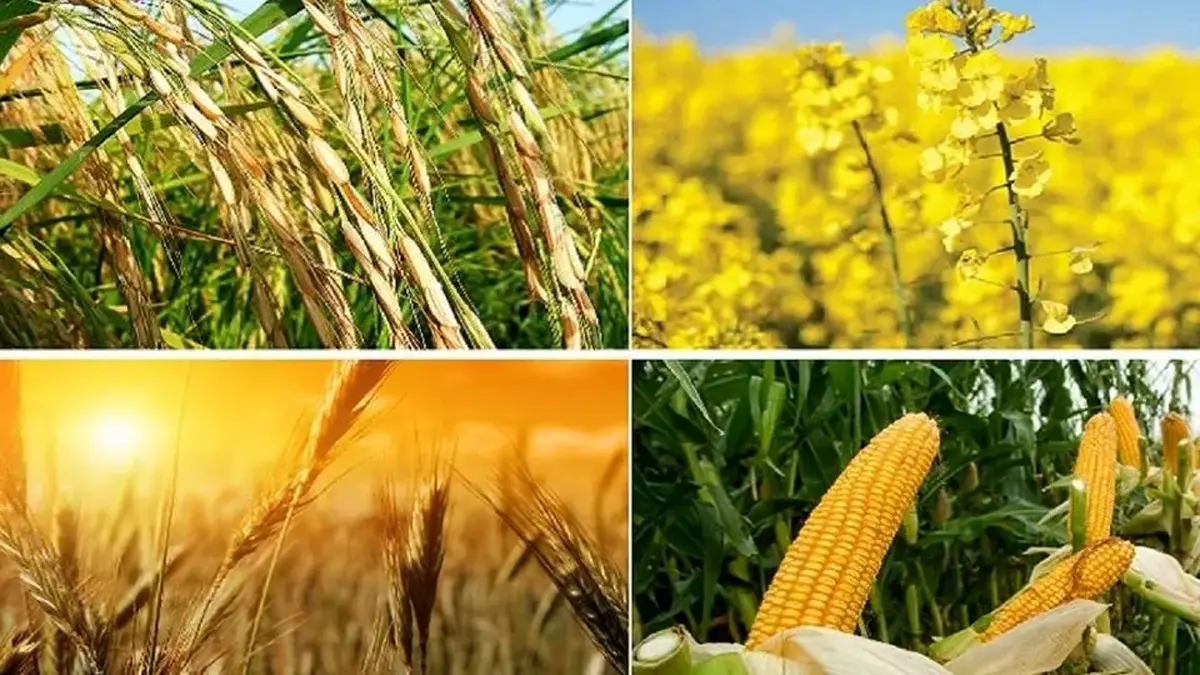 تصویب قیمت تضمینی خرید جو و دانه های روغنی