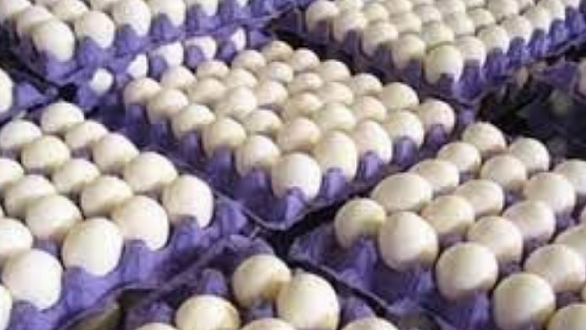 قیمت هرشانه تخم مرغ سربه فلک کشید