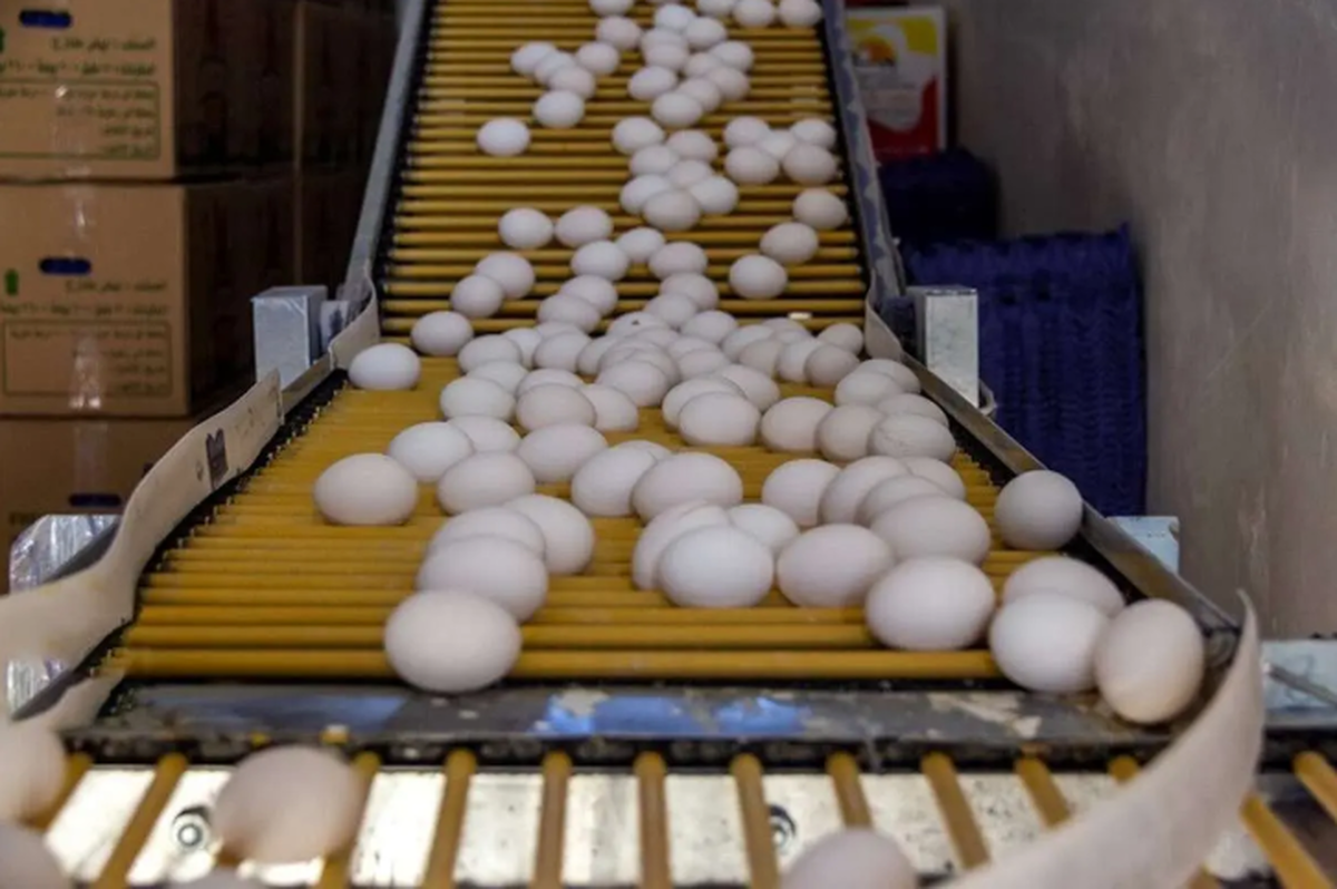 قیمت جدید تخممرغ اعلام شد