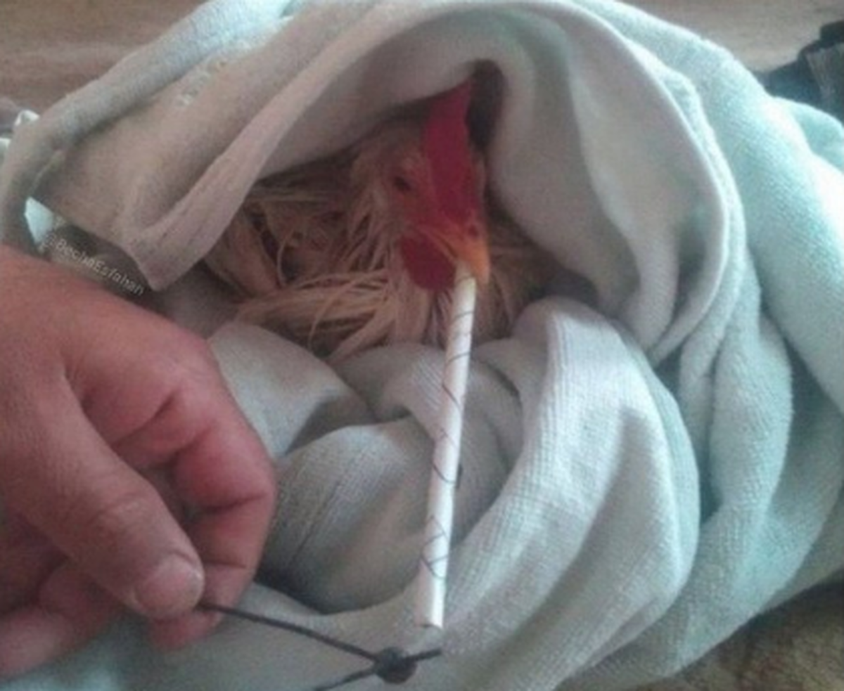 واکنش مرغداران گوشتی به ادعای مرغ تریاکی