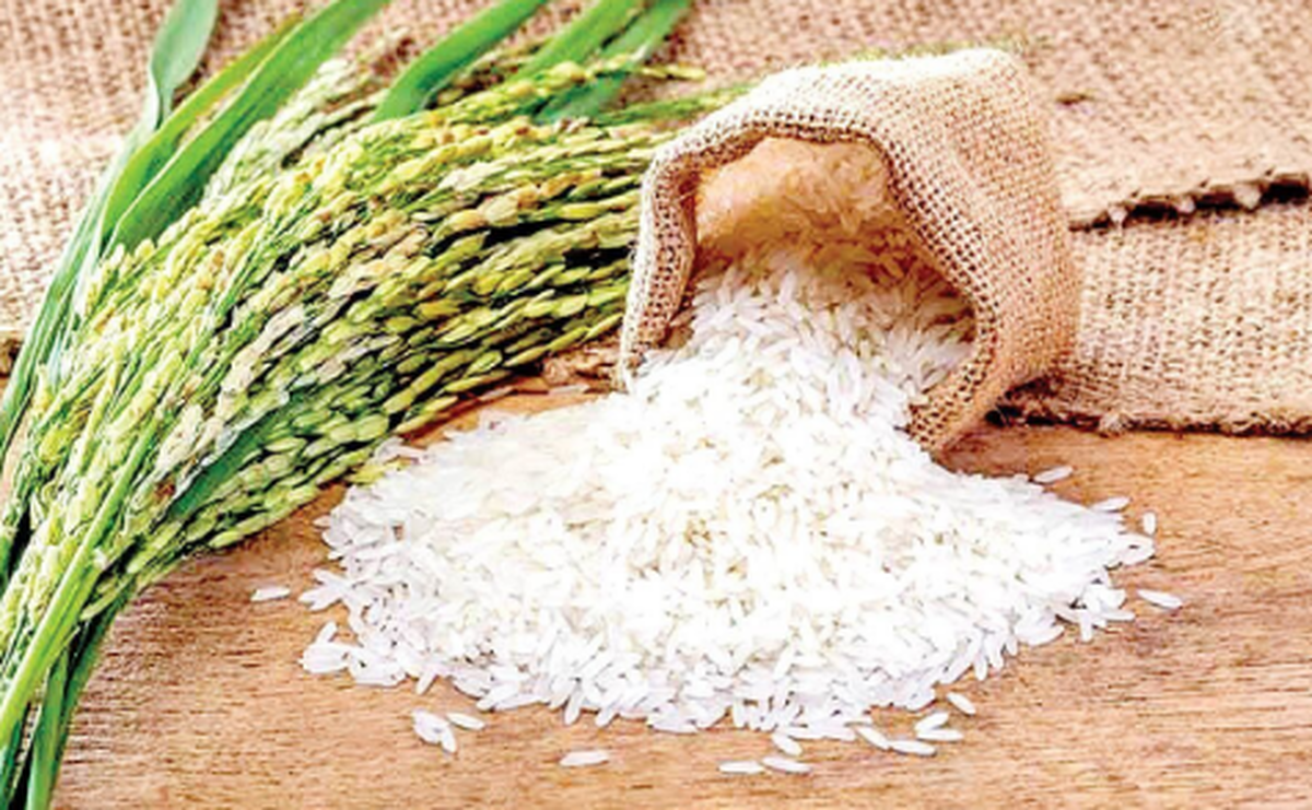 برنج ارزان از راه رسید/ برنج ۵۰ هزار تومانی را از کجا بخریم؟