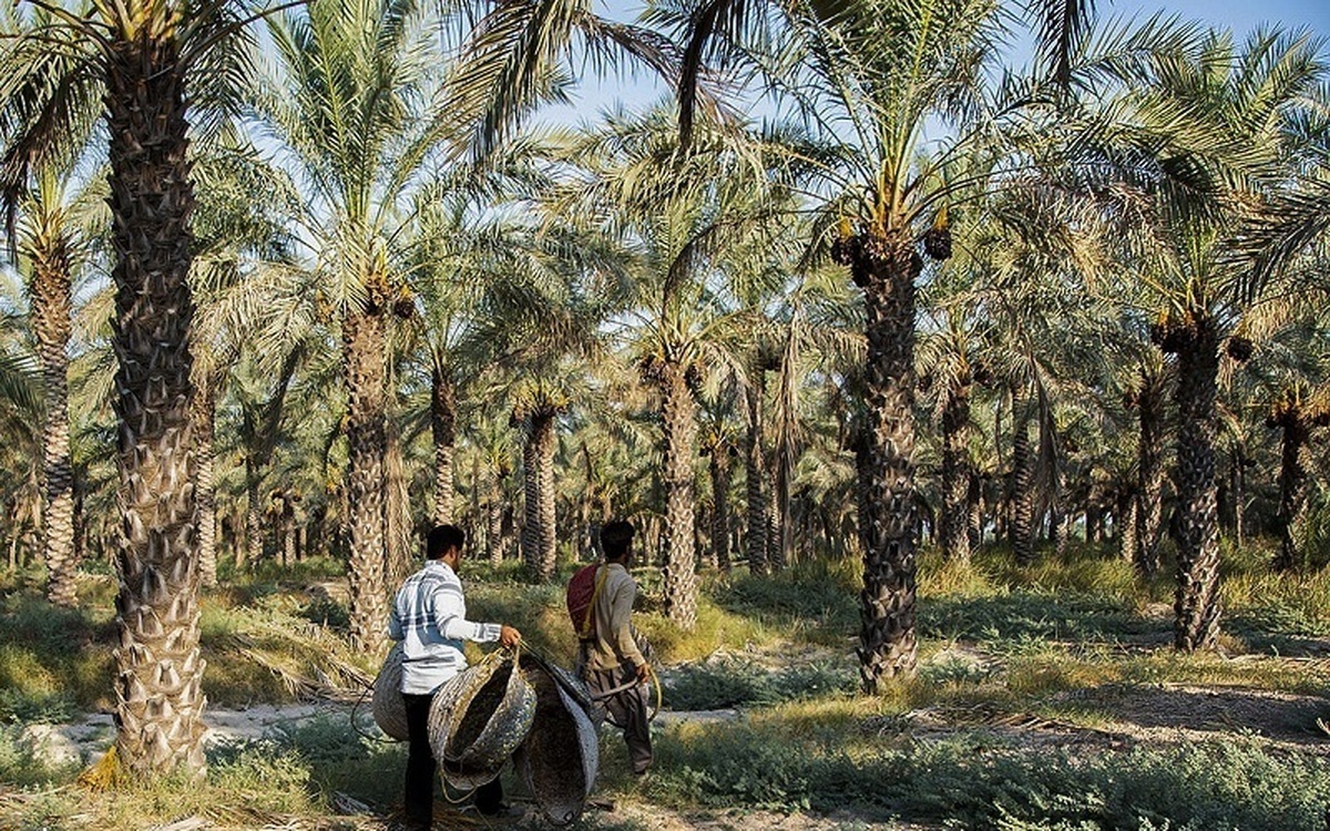 ورود بوشهر به آستانه ذخیره بحرانی آب