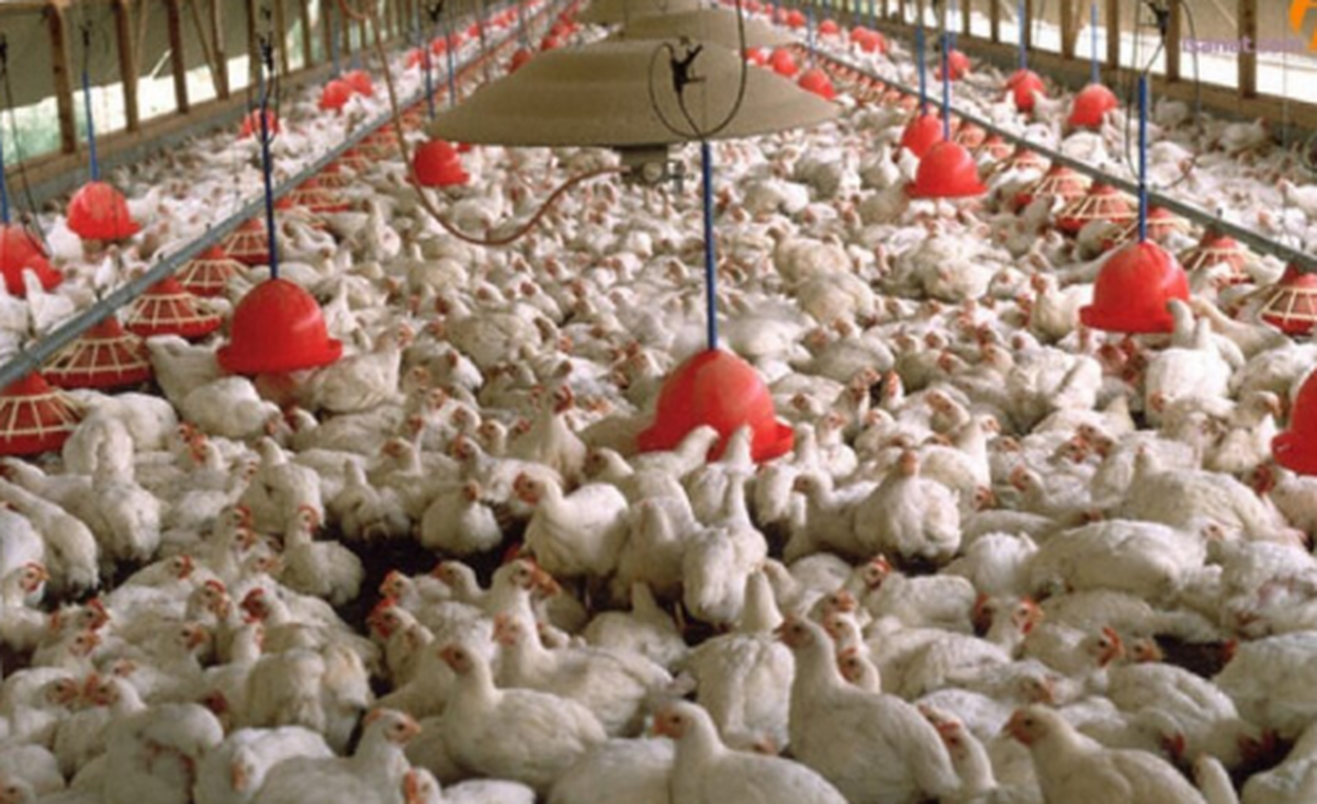 آیا مرغ تریاکی حقیقت دارد؟/ رییس سازمان دامپزشکی پاسخ داد