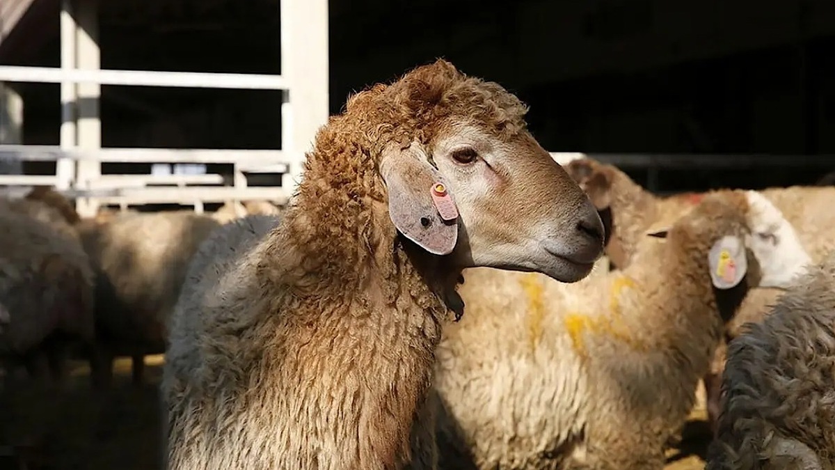 جدول قیمت دام زنده امروز پنجشنبه ۲۹ آبان ۱۴۰۴