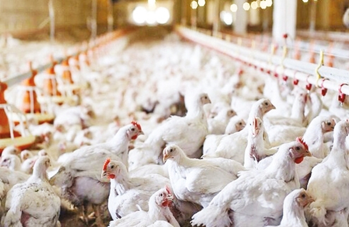 نقطه بحراني تولید مرغ