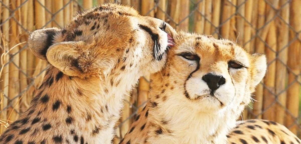 اميد به مادرشدن «آذر» و «توران» در دل بحران تغيير اقليم