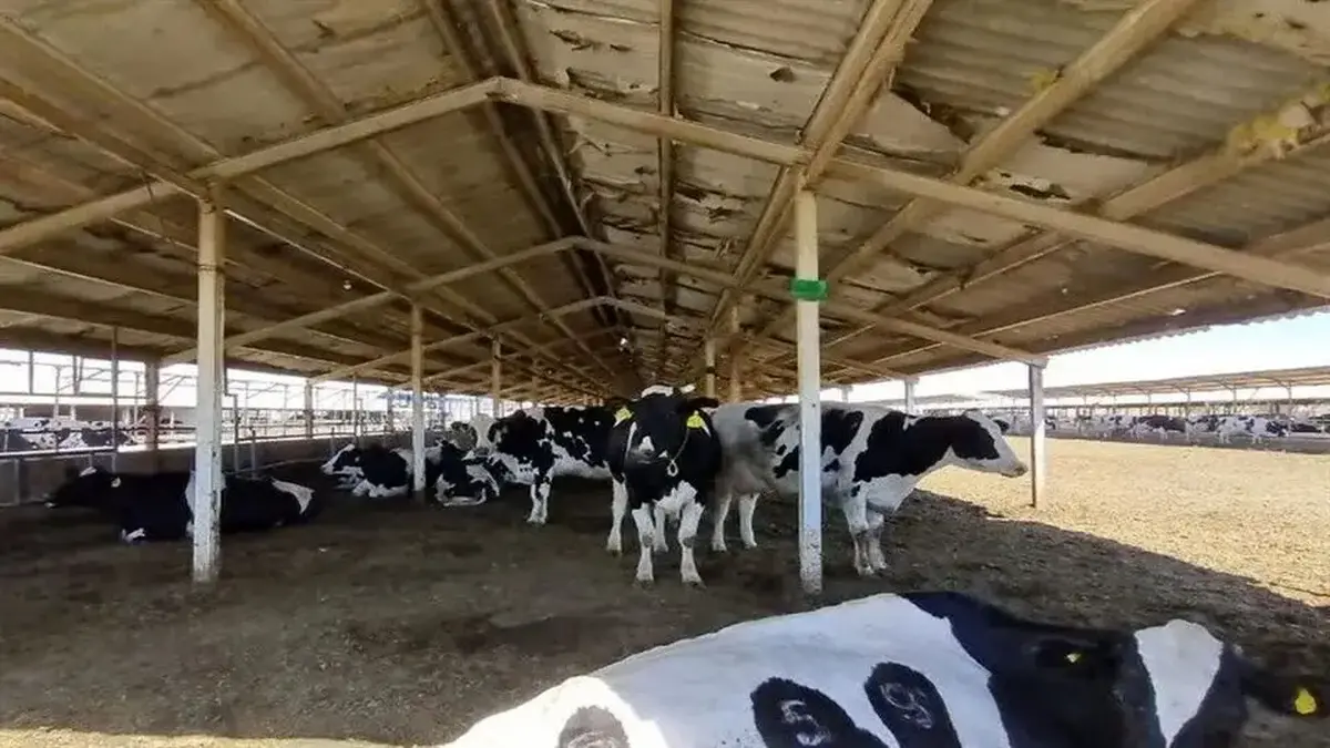 قیمت دام زنده امروز یکشنبه ۱۶ آذر ۱۴۰۴ اعلام شد + جدول