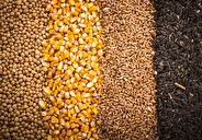 تخلیه و بارگیری نهاده های دامی کلید خورد