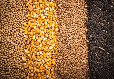 تخلیه و بارگیری نهاده های دامی کلید خورد