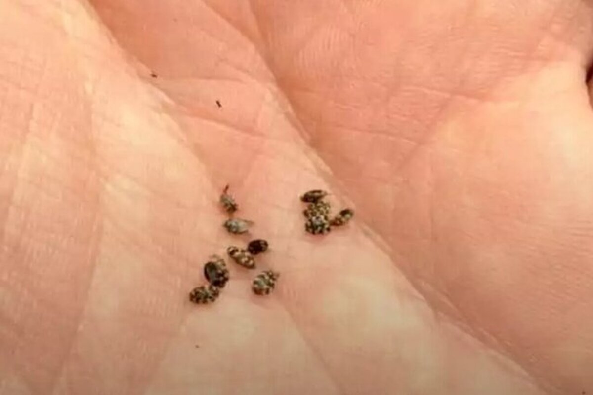 سوسک فرش چیست و از کجا میاد؟