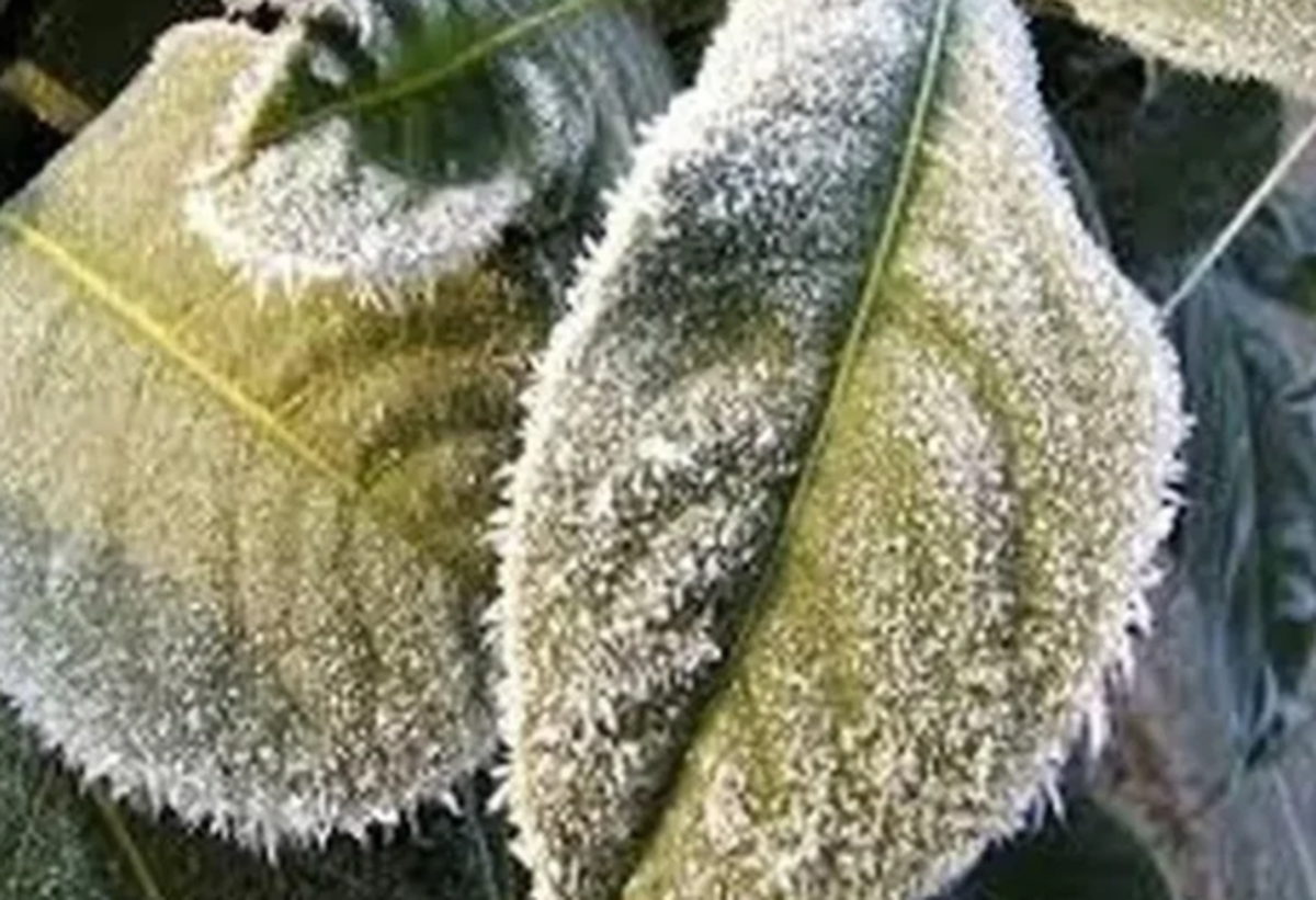 هشدار جدی  و مهم برای کشاورزی این شهر