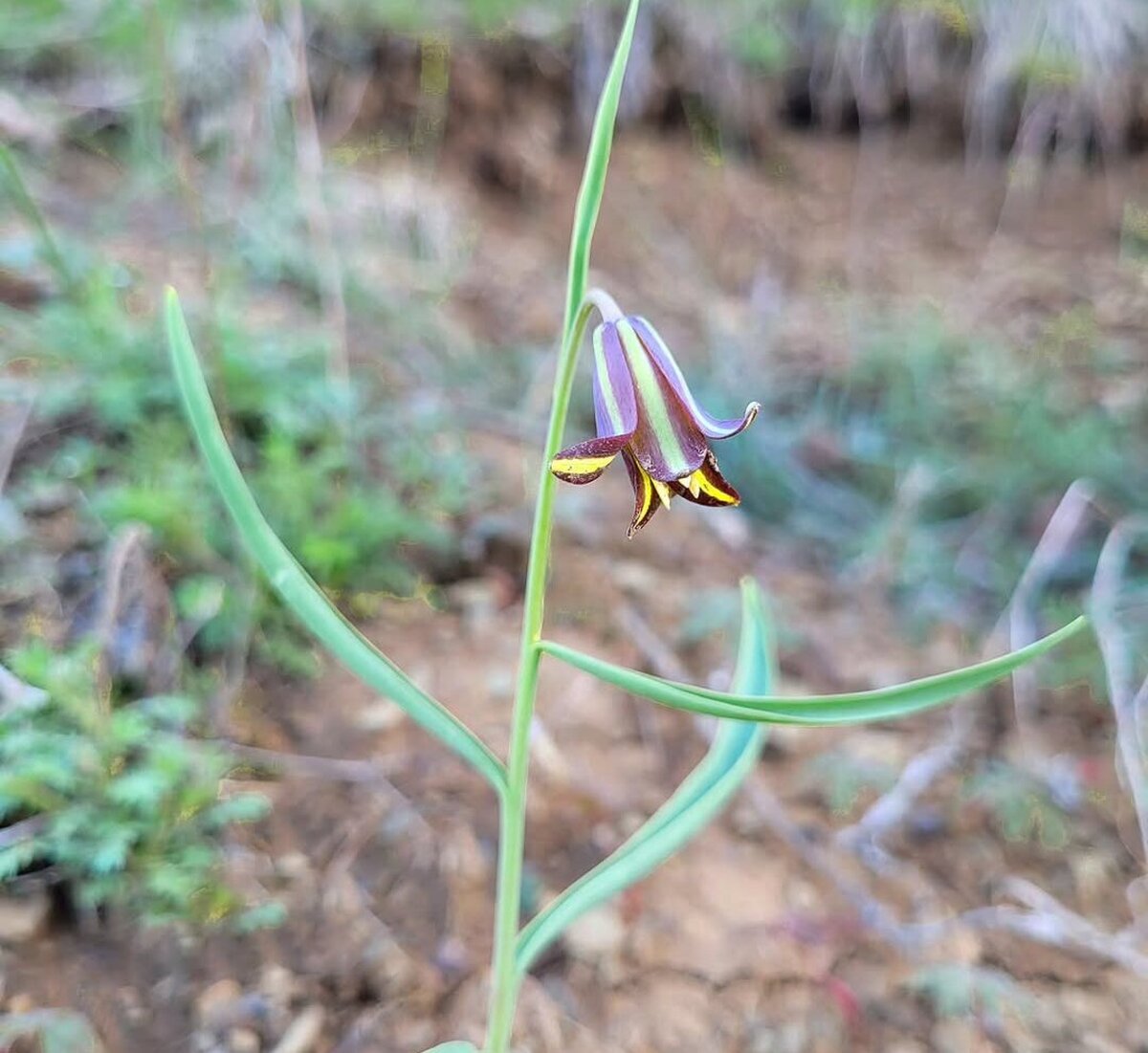 ماجرای کشف یک گیاه جدید در طبیعت کردستان