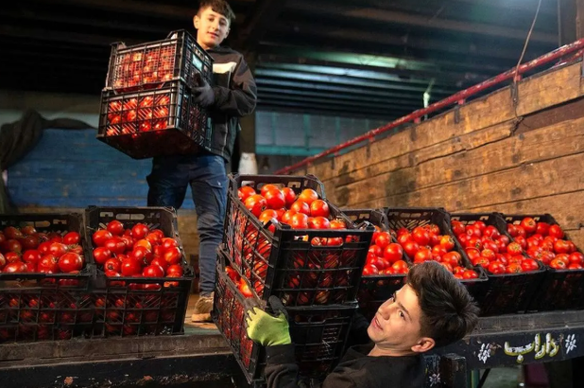 چرا قیمت گوجه‌فرنگی گران شد؟