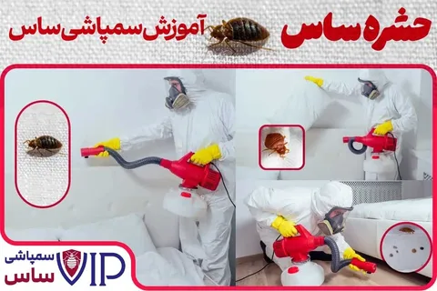 ساس چیست و چگونه برای همیشه از شر ساس تختخواب خلاص شویم؟