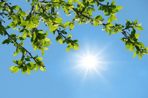 در گروه اقتصاد نوین چه خبر است؟ / ماجرای یک دعوای حقوقی طولانی بر سر واحدهای برج صدف کیش