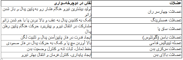 دوچرخه سواری چه عضلاتی را درگیر می کند؟ دوچرخه سواری چه عضلاتی را درگیر می کند؟