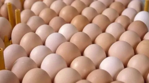 قوانین جدید خریدوفروش تخم‌مرغ اعلام شد / خودرو‌های دوره‌گرد فروش تخم‌مرغ توقیف می‌شوند!