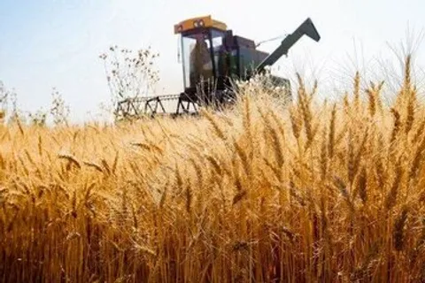 خبر خوش دولت به گندمکاران