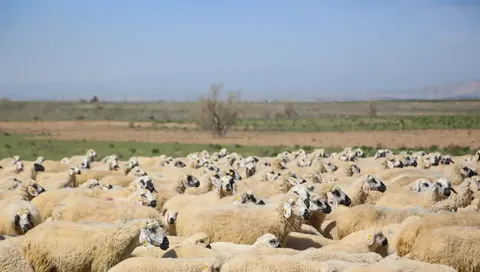 سرانه مصرف گوشت قرمز در ایران به ۱۰ کیلو رسید