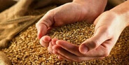 نرخ مصوب گندم صنف و صنعت ۵۳ هزار تومان تعیین شد