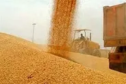 ثبت سفارش واردات گندم آغاز شد